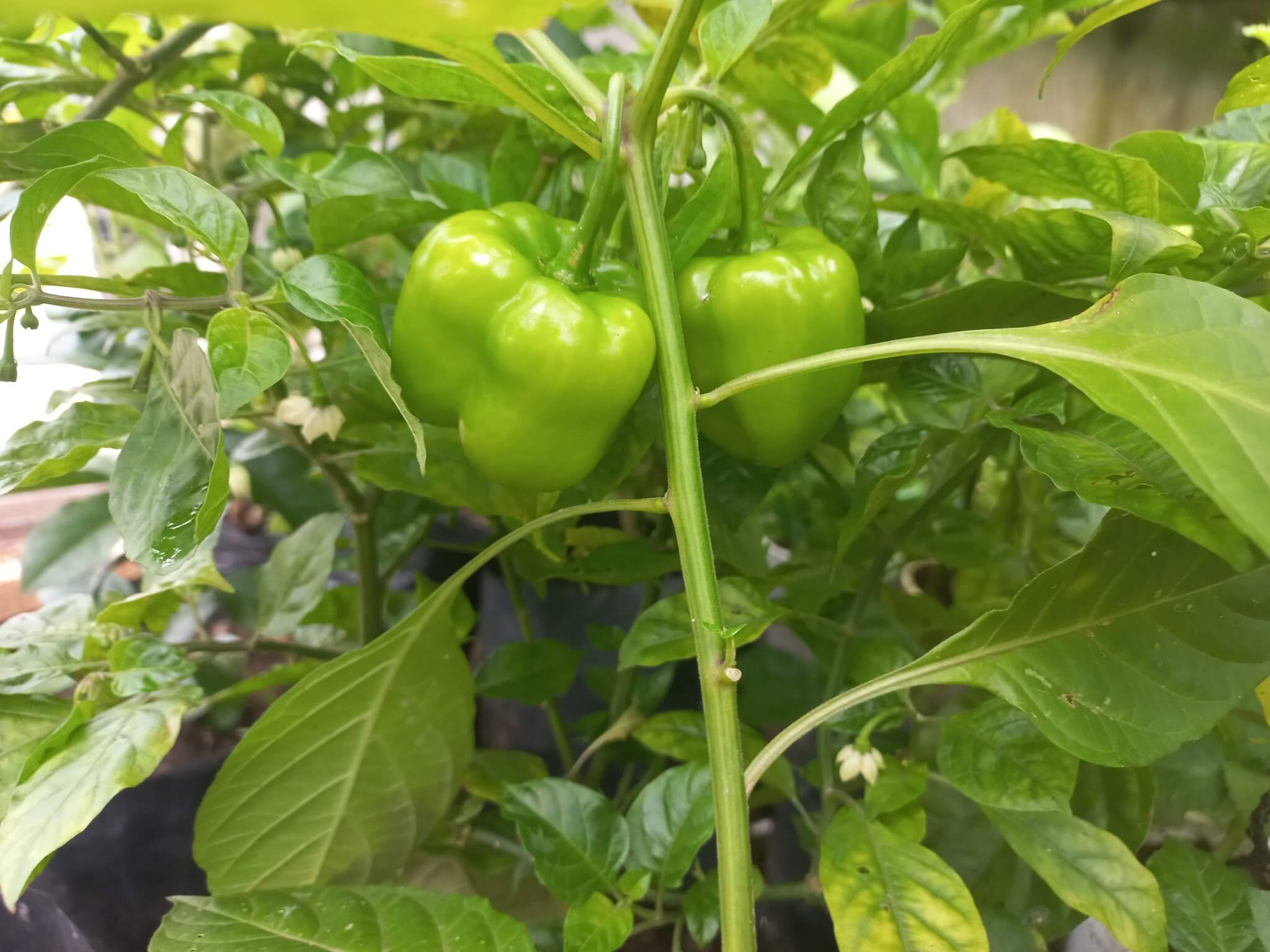Capsicum chinense
